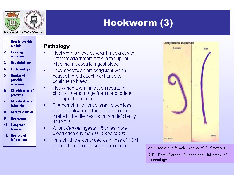 Hookworm (3) Pathology Hookworms move several times a day to different attachment sites in